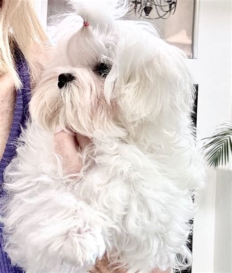 bella dolce maltese|akc maltese breeders in arizona.